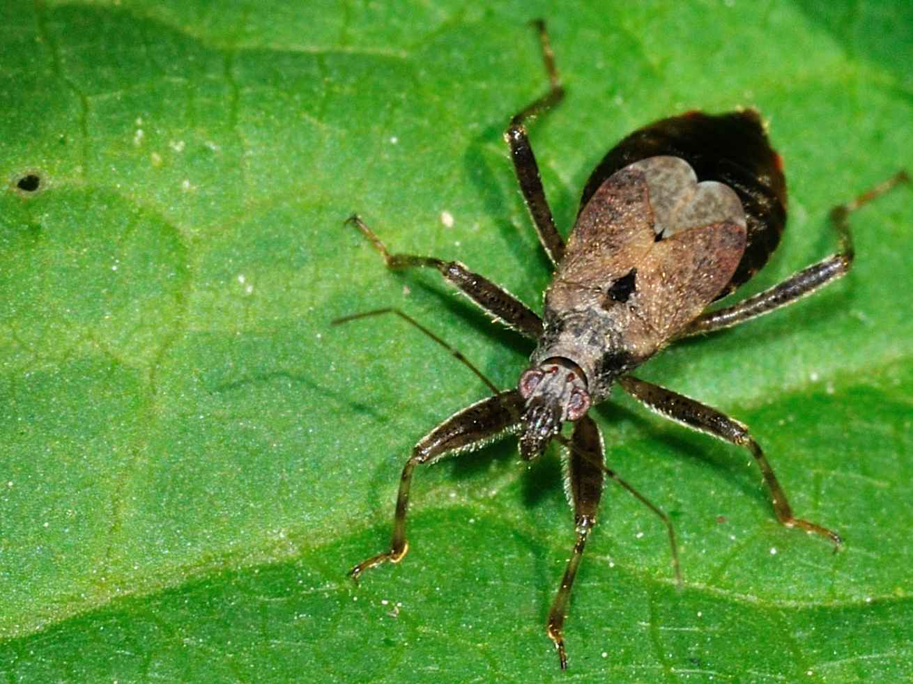 Nabidae: Himacerus mirmicoides dell''Abruzzo (AQ)